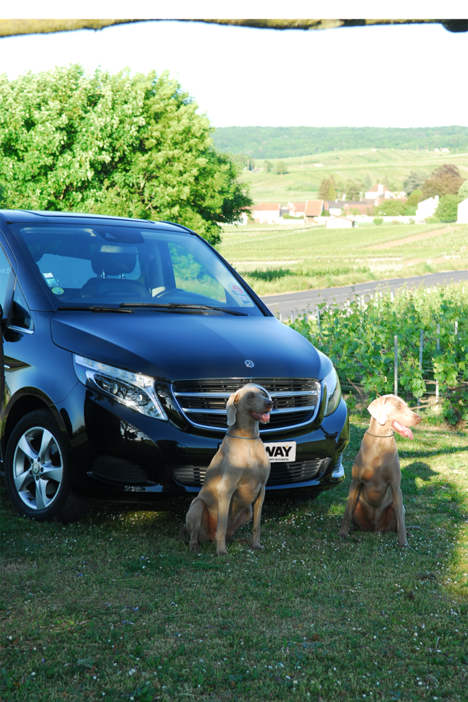 Photo chien 2 (Reims)